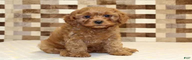 Dolly