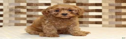 Cavapoo dogs for sale: Dolly - Ad 1