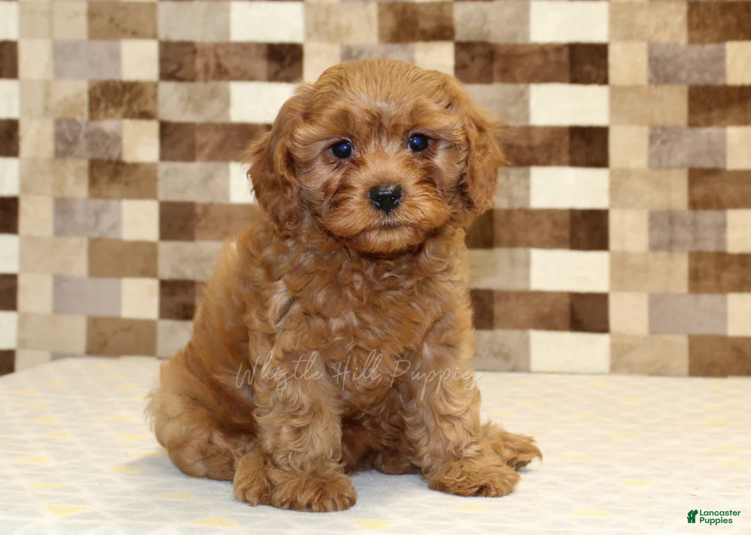 Cavapoo dogs for sale: Dolly - Ad 1