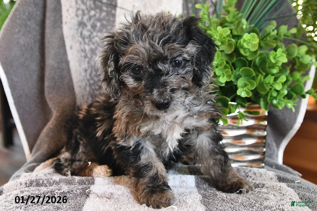 Bichpoo dogs for sale: Bella   - Ad 5