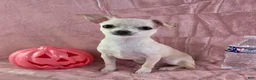 Chihuahua dogs for sale: Nana - Ad 8