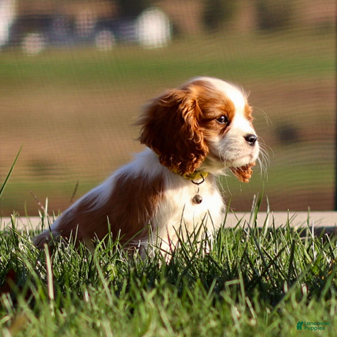 Cavalier King Charles Spaniel dogs for sale: Cash - Ad 9