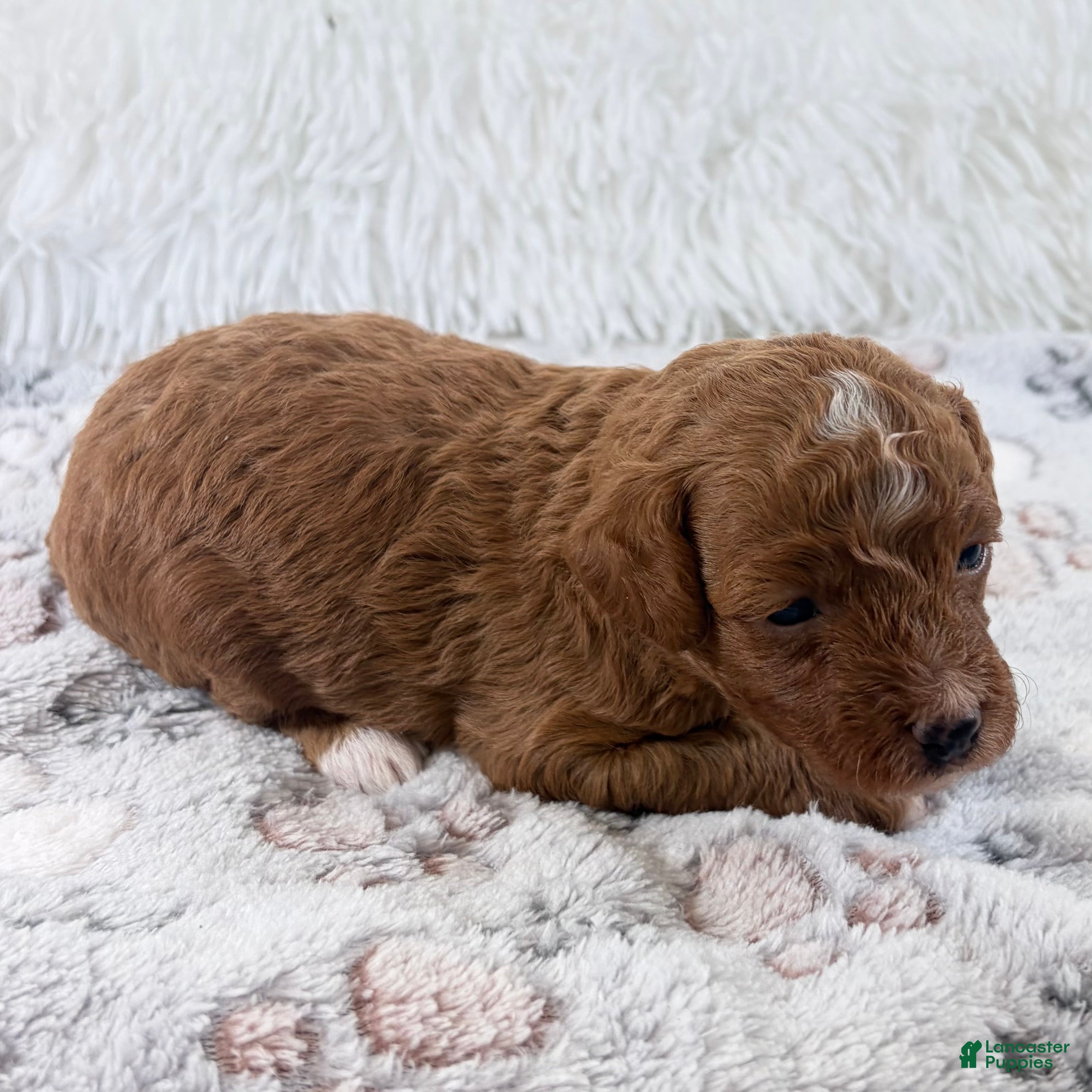 Toy Poodle dogs Xander - Ad 20