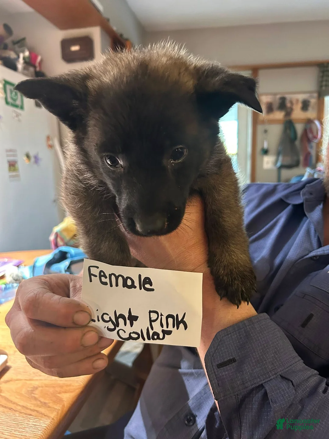 Mixed Breed dogs for sale: Mixed Breed Puppy 7 - Ad 1