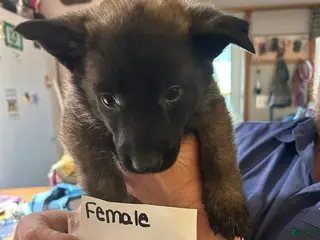 Mixed Breed dogs for sale: Mixed Breed Puppy 7 - Ad 1