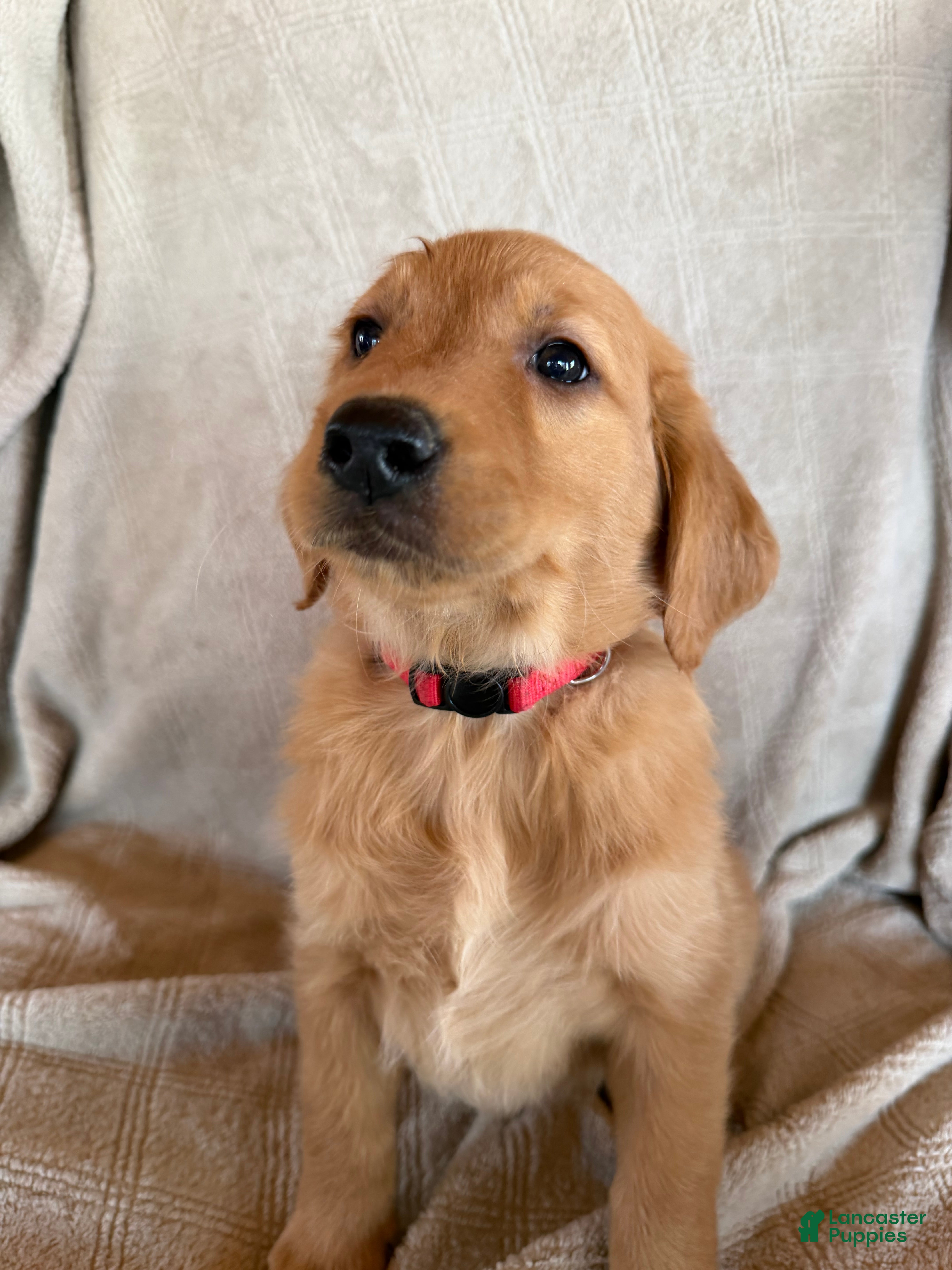 Golden Retriever dogs Red collar - Ad 1