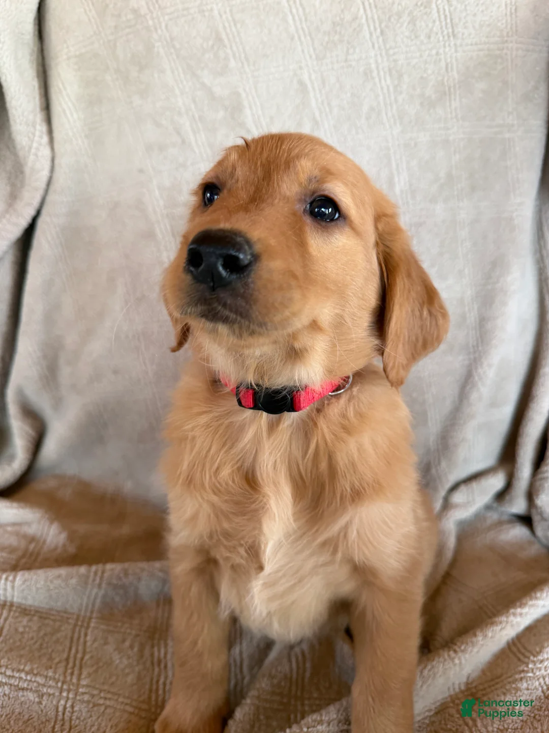Golden Retriever dogs for sale: Red collar - Ad 1