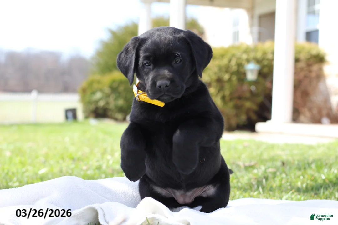 Labrador Retriever dogs for sale: Belle - Ad 11