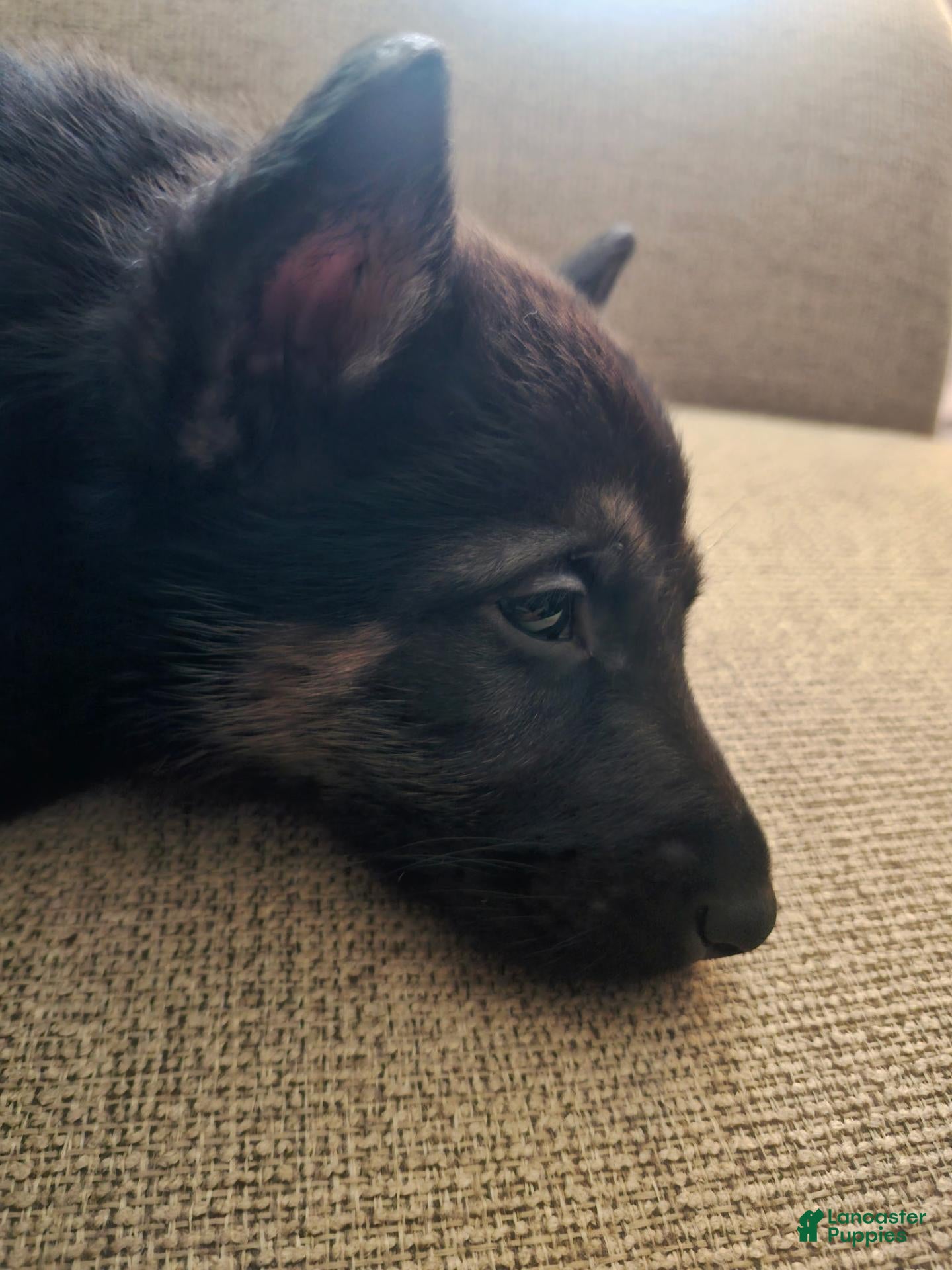German Shepherd dogs German Shepherd 1 - Ad 35
