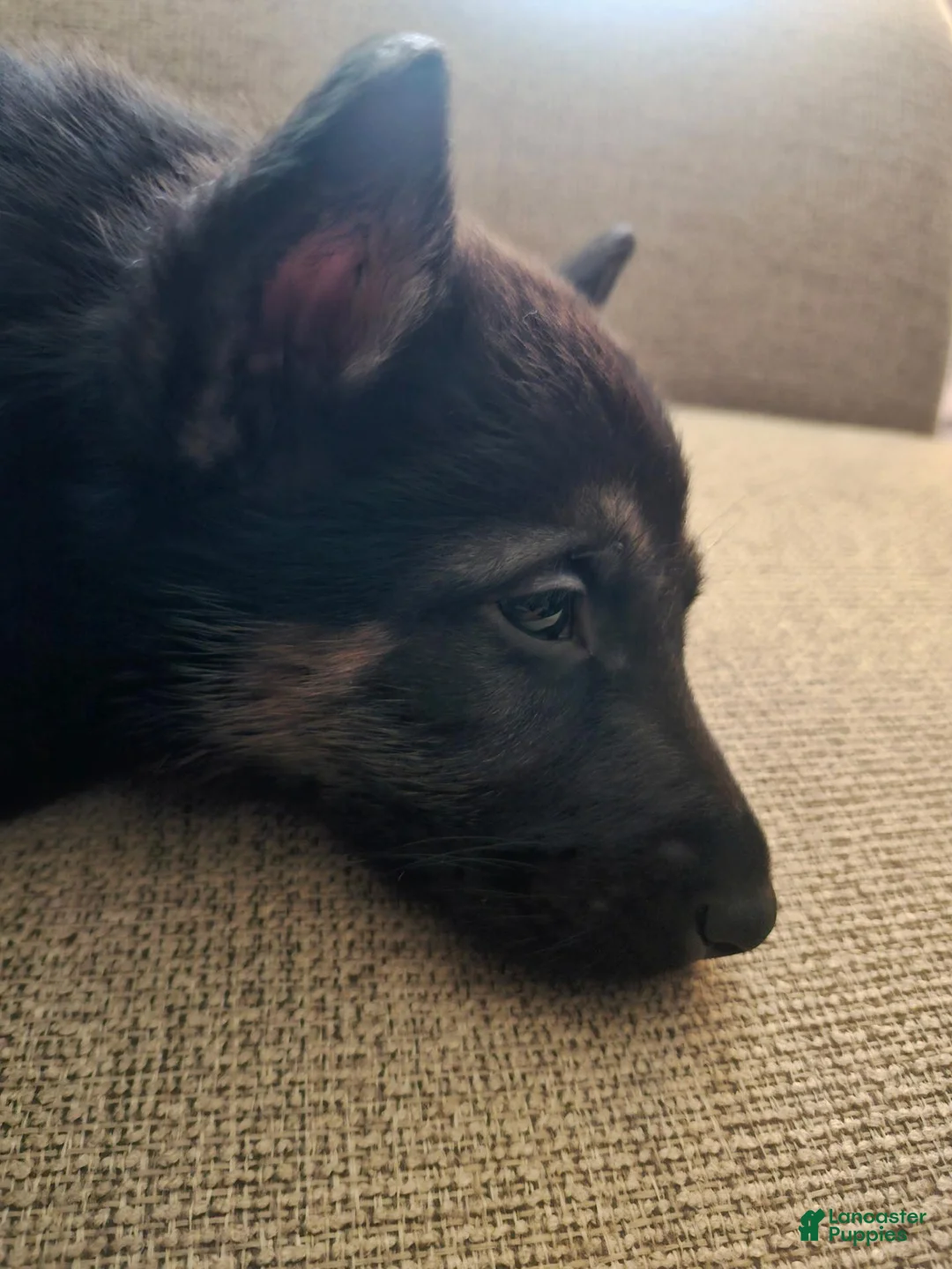German Shepherd dogs for sale: German Shepherd 1 - Ad 1
