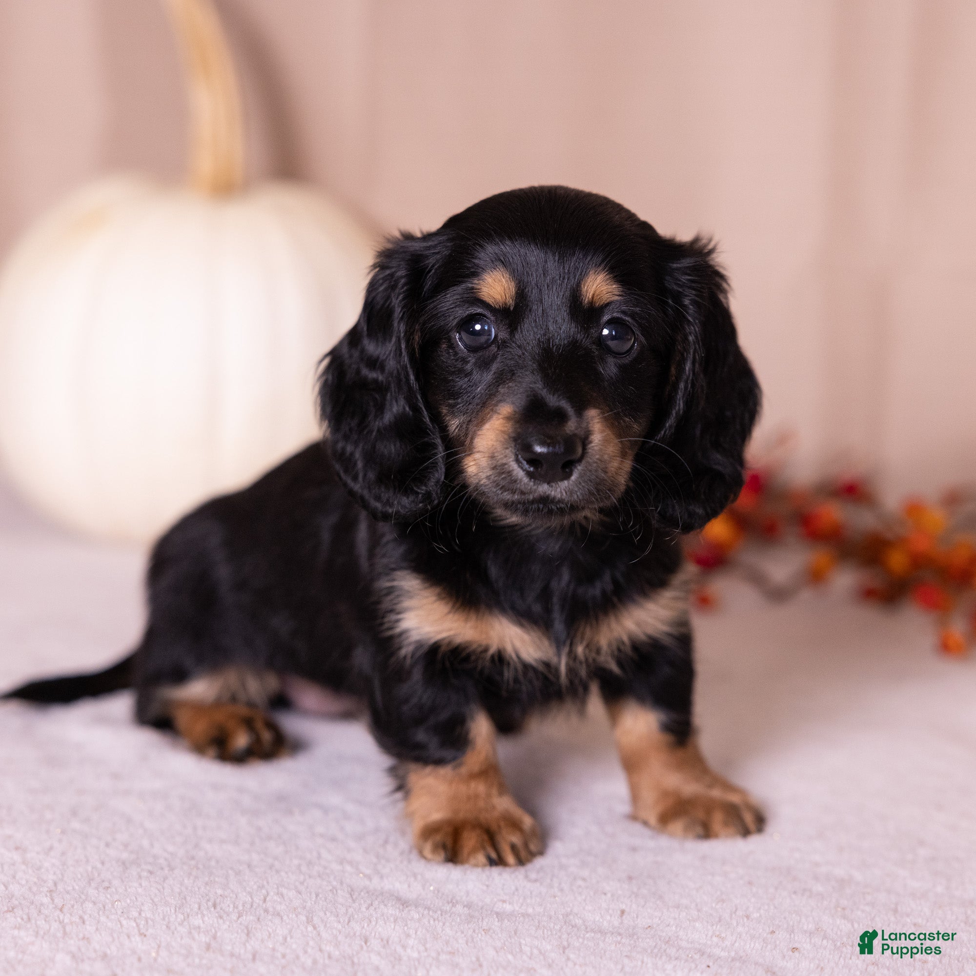Miniature Dachshund dogs Cassi - Ad 1