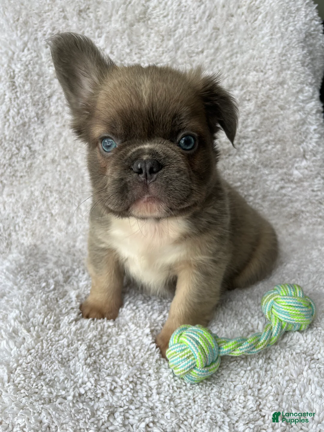 French Bulldog dogs for sale: Duke - Ad 1