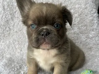 French Bulldog dogs Duke - Ad 20