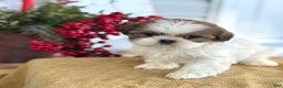 Shih Tzu dogs for sale: Pansy - Ad 3