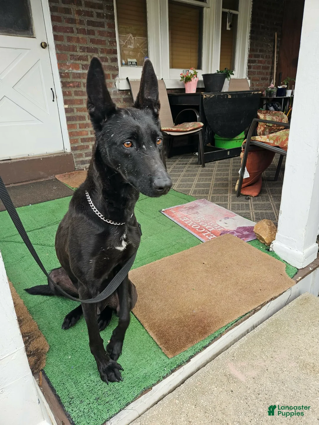 Belgian Malinois dogs for sale: Belgian Malinois Puppy 2 (Sour Patch) - Ad 5