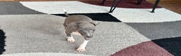 Italian Greyhound dogs for sale: Henry - Ad 11