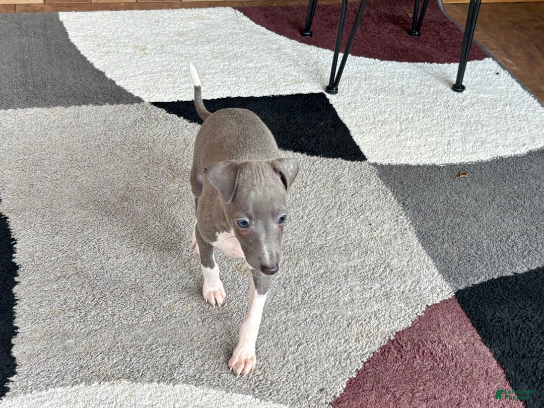 Italian Greyhound dogs for sale: Henry - Ad 11