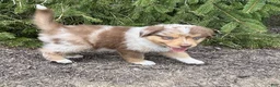 Miniature Australian Shepherd dogs for sale: Faye Miniature Australian Shepherd  - Ad 11