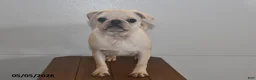 Pug dogs for sale: Sweetheart - Ad 3