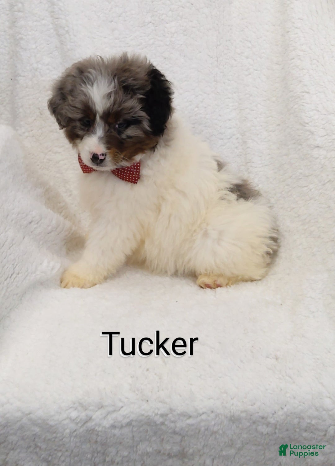 Mini Bernedoodle dogs for sale:  Tucker  - Ad 6
