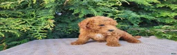 Mini Bernedoodle dogs for sale: Blake - Ad 16