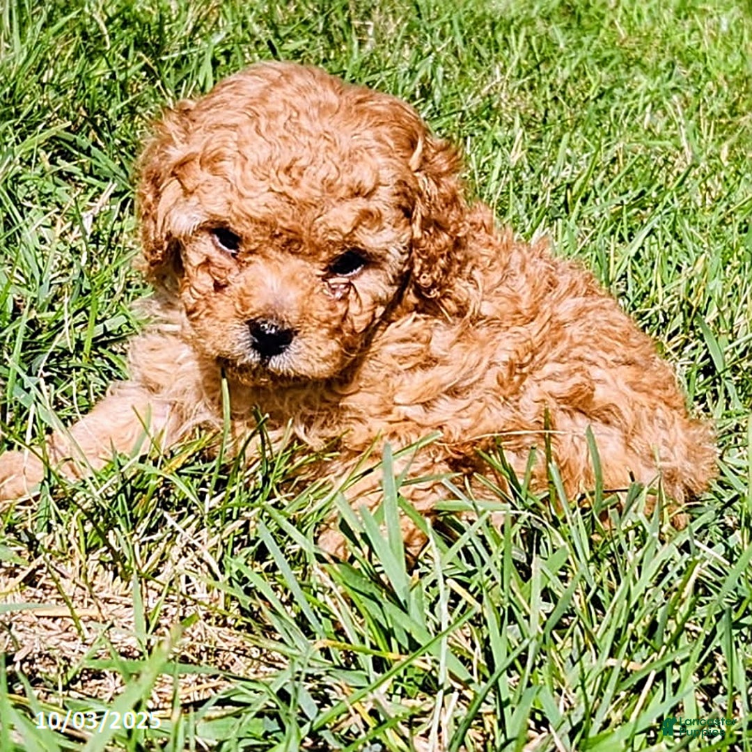 Cavapoo dogs for sale: Jake - Ad 23