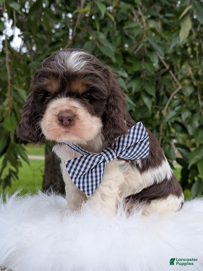 Cocker Spaniel dogs Dash - Ad 2