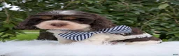 Cocker Spaniel dogs for sale: Dash - Ad 2