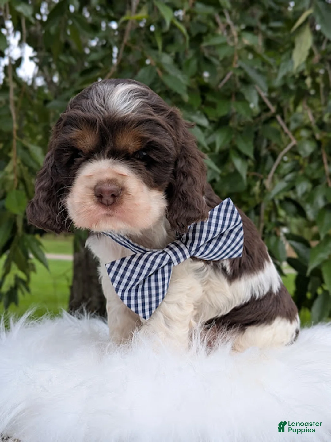 Cocker Spaniel dogs for sale: Dash - Ad 2