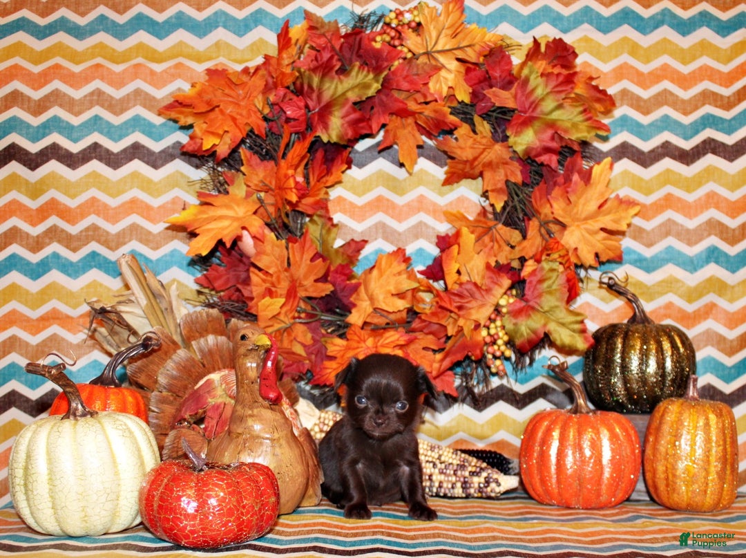 Chihuahua dogs for sale: Wilford - Ad 2