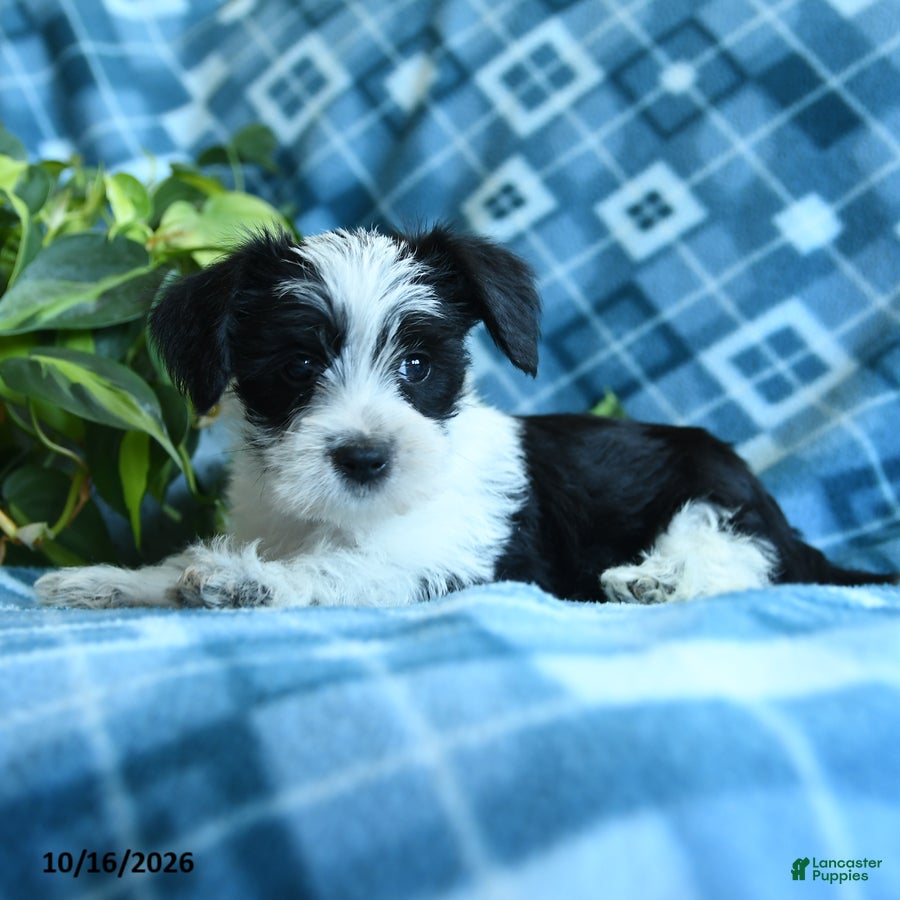 Mixed Breed dogs Dillin - Ad 2