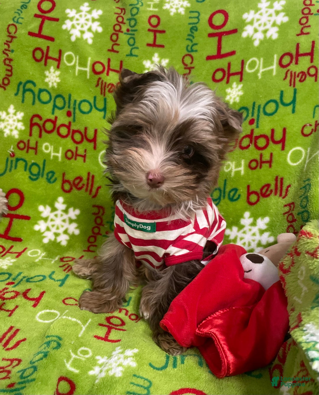 Yorkshire Terrier dogs for sale: Choc Merle Tommy  - Ad 1