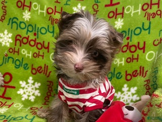 Yorkshire Terrier dogs Choc Merle Tommy - Ad 17