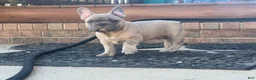 French Bulldog dogs for sale: Hank - Ad 2