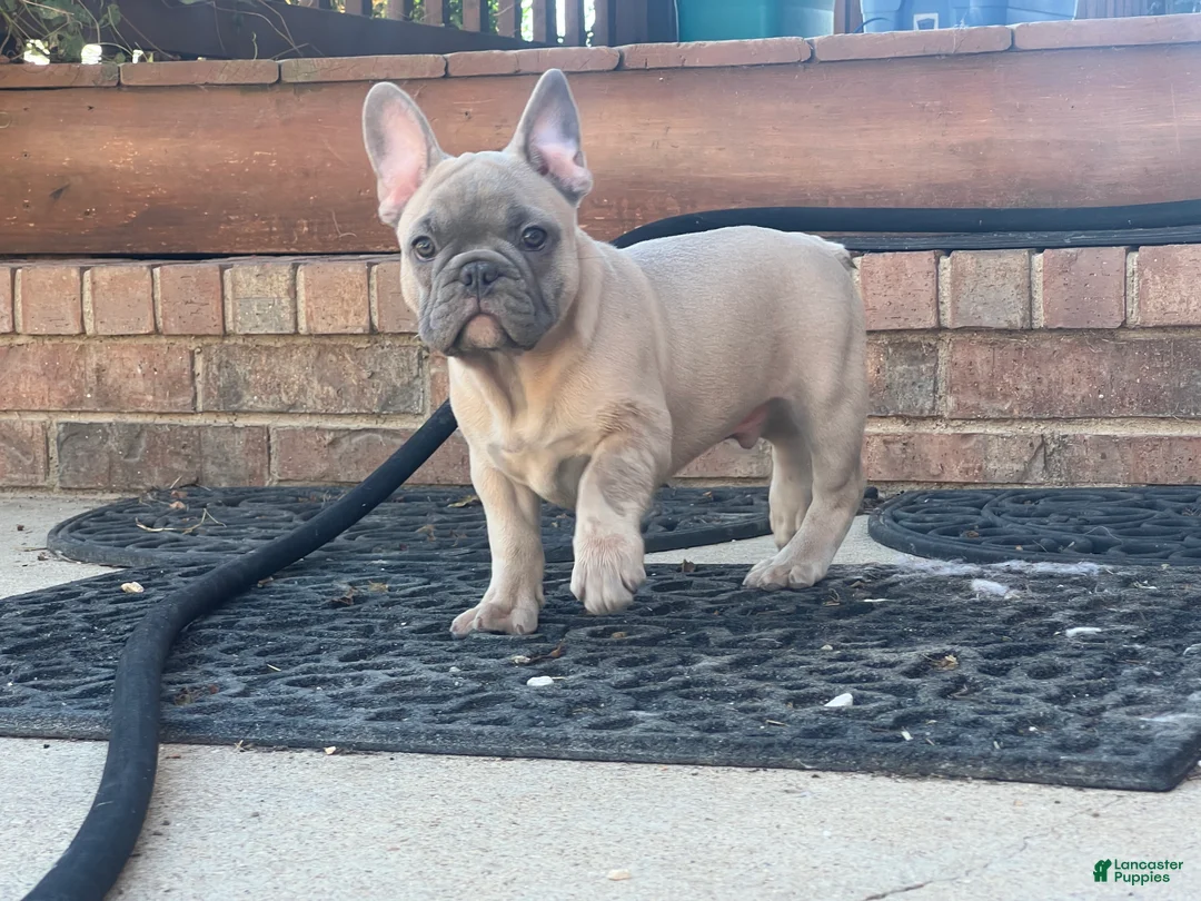 French Bulldog dogs for sale: Hank - Ad 2
