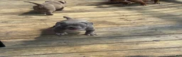 American Bully dogs for sale: American Bully 2 - Ad 9