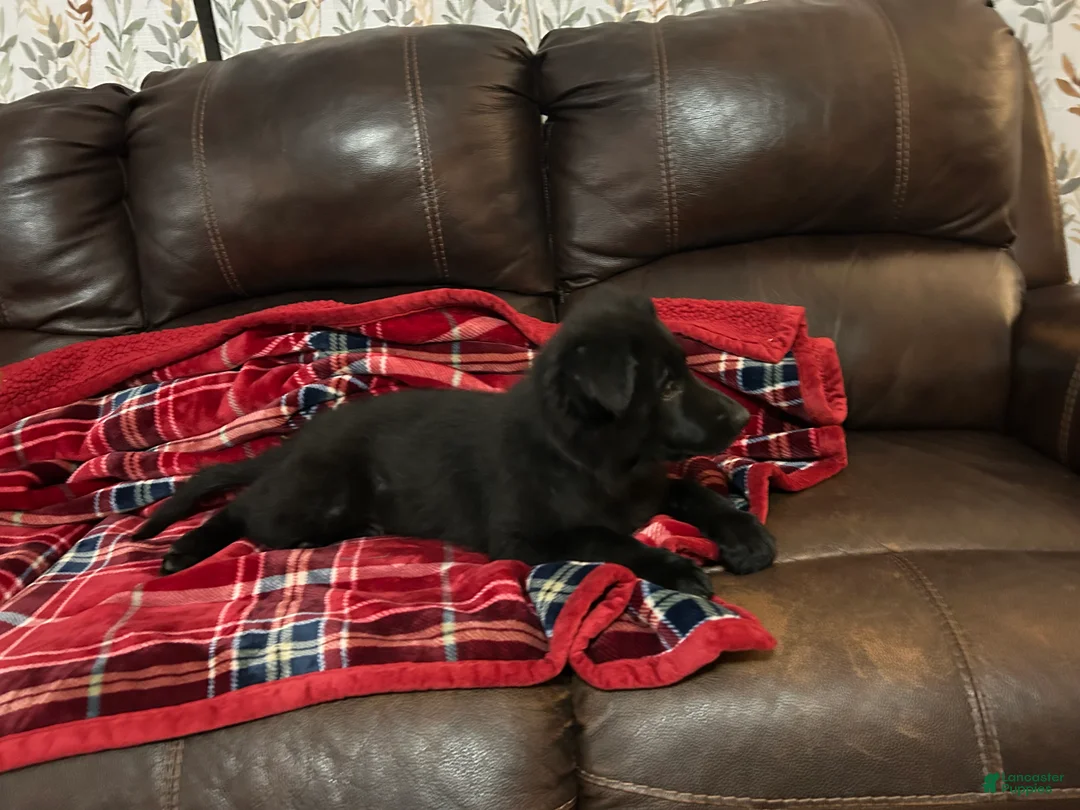 German Shepherd dogs for sale: Cody/Willow Purple - Ad 5