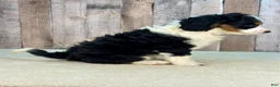 Mini Bernedoodle dogs for sale: Poppy - Ad 2