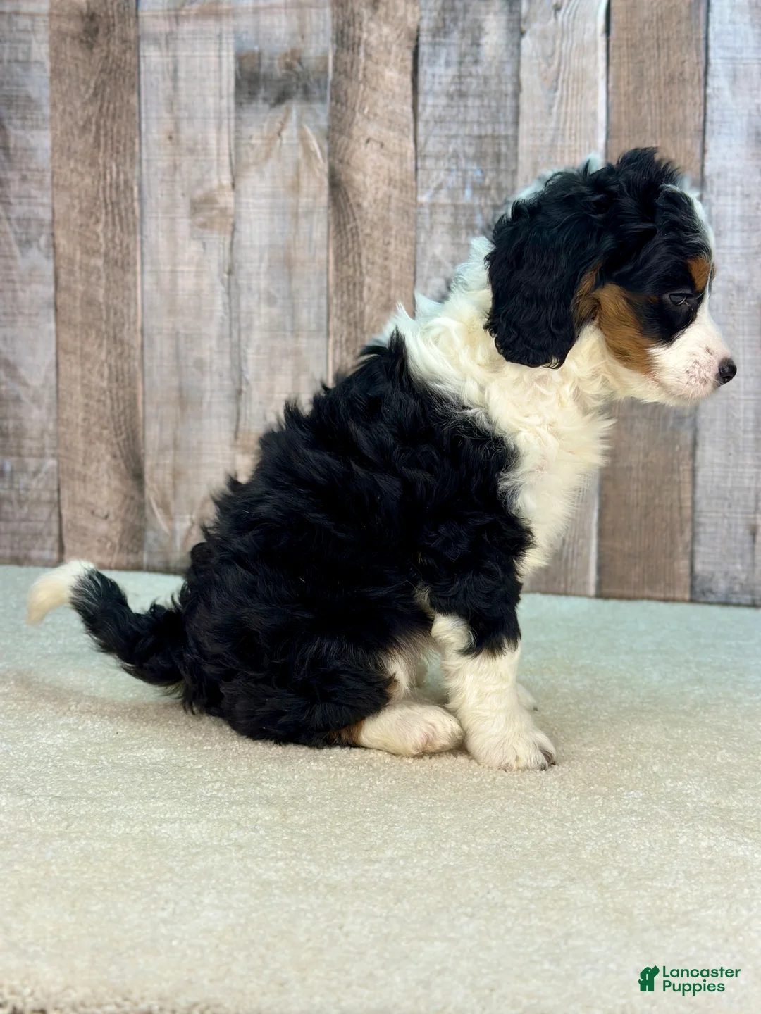 Mini Bernedoodle dogs for sale: Poppy - Ad 2