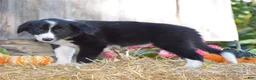 Border Collie dogs for sale: Tabitha - Ad 4