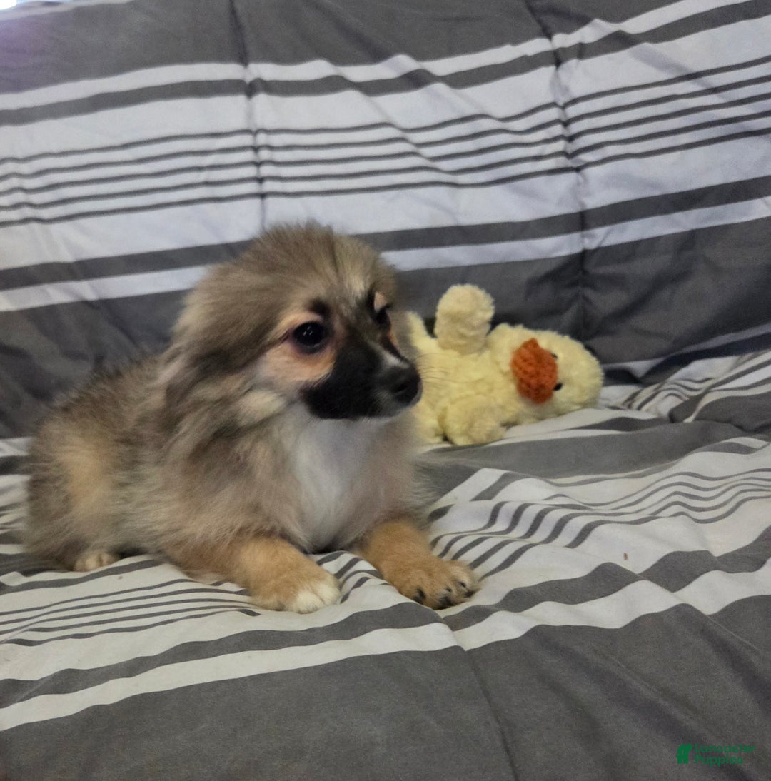 Pomeranian dogs for sale: Nancy - Ad 2