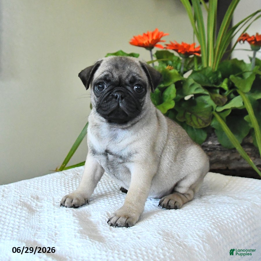 Pug dogs Tina - Ad 1