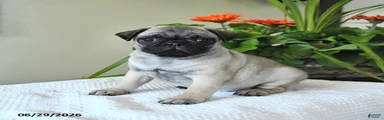 Tina