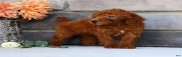 Miniature Poodle dogs for sale: Nova - Ad 7
