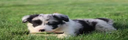 Border Collie dogs for sale: Denim - Ad 6