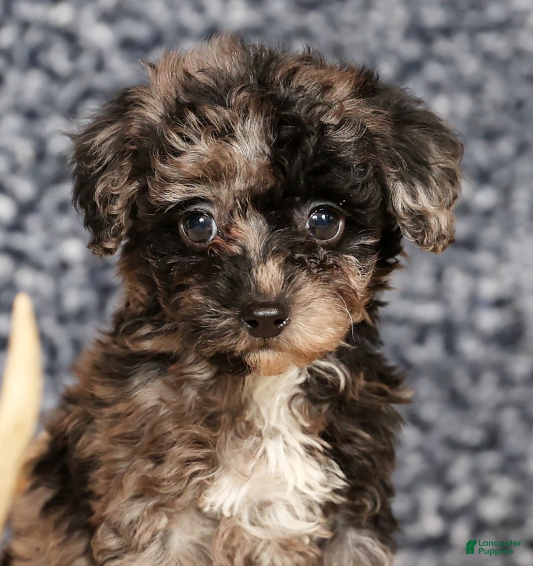 Havapoo dogs for sale: Evelyn - Ad 9