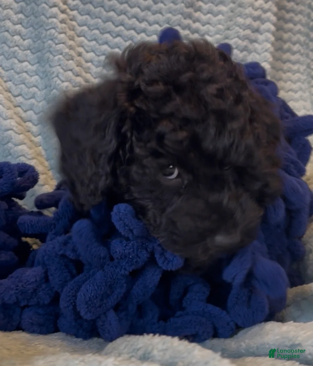 Miniature Poodle dogs for sale: Ivar - Ad 2