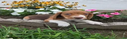 Beagle dogs for sale: Popeye - Ad 3