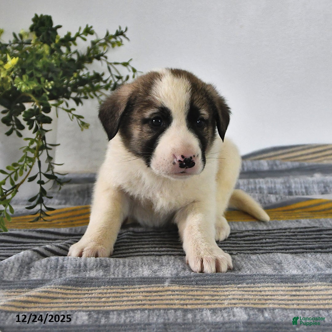 Mixed Breed dogs for sale: Ribsy - Ad 2
