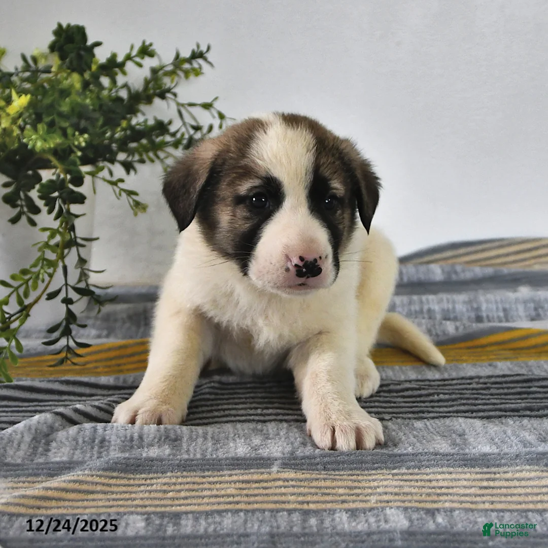 Mixed Breed dogs for sale: Ribsy - Ad 7